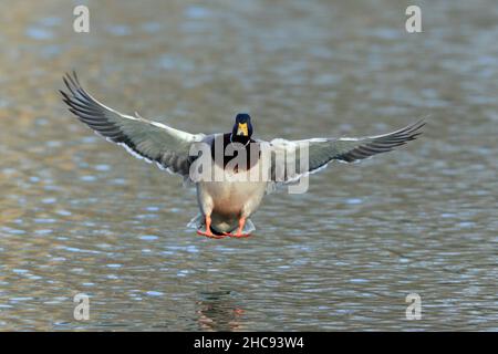 Mallard, (Anas platyrhynchos), im Flug, im Begriff, auf See auszusteigen, Hessen, Deutschland Stockfoto