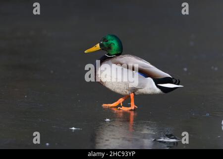 Mallard, (Anas platyrhynchos), drake beim Wandern auf gefrorenem See, im Winter, Hessen, Deutschland Stockfoto