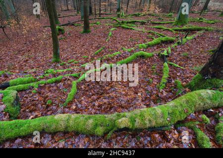 Buche, (fagus sylvatica), abgestorbene Stängel auf Waldboden, moosbewachsen, im Winter, Bramwald, Südniedersachsen, Deutschland Stockfoto