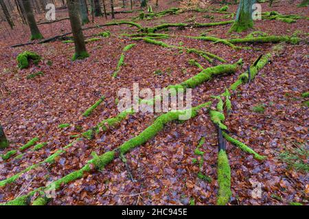 Buche, (fagus sylvatica), abgestorbene Stängel auf Waldboden, moosbewachsen, im Winter, Bramwald, Südniedersachsen, Deutschland Stockfoto