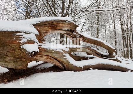 Alter, toter Eichenstamm, (Quercus robur), im Winter schneebedeckt, Sababurger Wald, Nordhessen, Deutschland Stockfoto