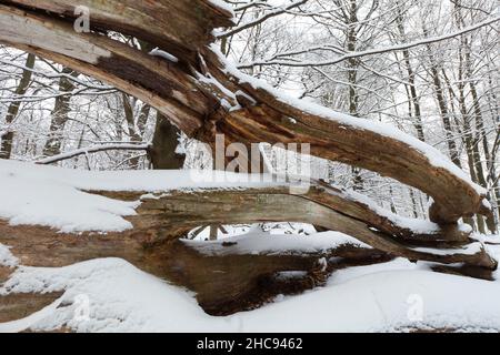 Alter, toter Eichenstamm, (Quercus robur), im Winter schneebedeckt, Sababurger Wald, Nordhessen, Deutschland Stockfoto