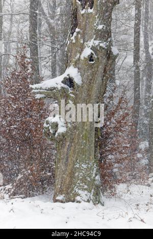 Alter alter Eichenstamm, (Quercus robur), im Winter schneebedeckt, während Schneeschauer, Sababurger Wald, Nordhessen, Deutschland Stockfoto