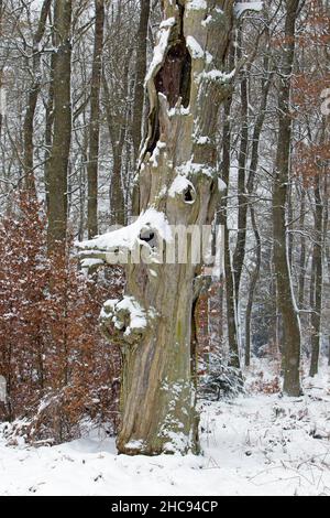 Alter alter Eichenstamm, (Quercus robur), im Winter schneebedeckt, Sababurger Wald, Nordhessen, Deutschland Stockfoto