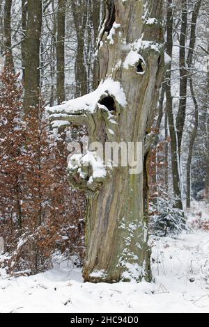 Alter alter Eichenstamm, (Quercus robur), im Winter schneebedeckt, Sababurger Wald, Nordhessen, Deutschland Stockfoto