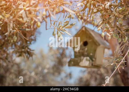 An einem Olivenbaum hängt ein Vogelhaus aus Holz. Vögel im Frühling füttern und Vögel beobachten Stockfoto