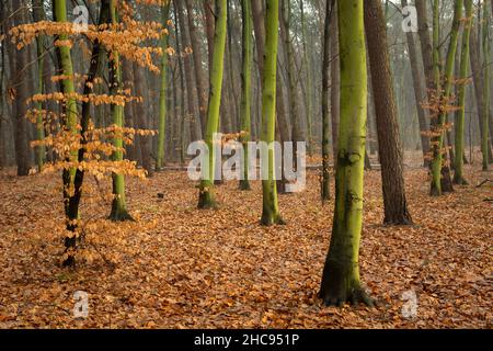 Herbstwald mit grünen Baumstämmen und gefallenen Blättern, Chelm, Polen Stockfoto
