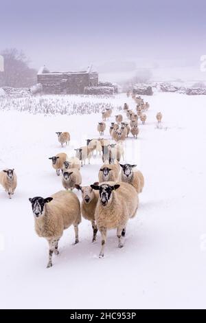 Wetter, Wensleydale, North Yorkshire, 26th. Dezember 2021 - Nordengland Mule-Mutterschafe sammeln sich an einem verschneiten Wintermorgen für ein Futter. Die Mutterschafe, die der 21-jährigen Schäferin Libby Winspear gehört, erhielten ein Futter aus Heu und ein Ergänzungsfutter auf Weizenbasis, um sie bei der Bewältigung des kalten Wetters zu unterstützen. Quelle: Wayne HUTCHINSON/Alamy Live News Stockfoto