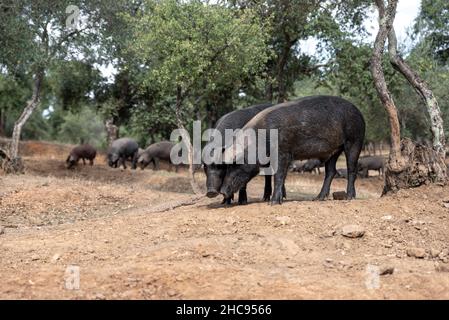 Iberische Schweine fressen auf dem Bauernhof unter den Steineichen Stockfoto