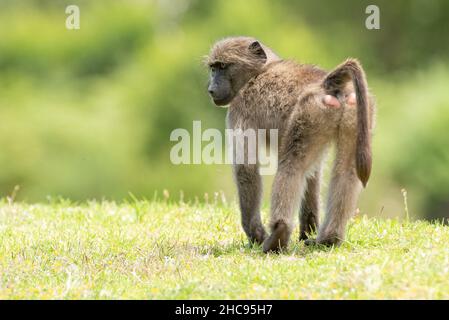 Juvenile Chacma Pavian (Papio ursinus) im Harold Porter Botanical Garden, Betty's Bay, Western Cape, Südafrika, 25. Dezember 2021. Stockfoto