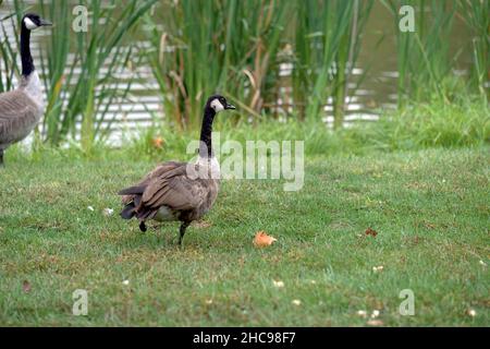 Schöne Aufnahme einer Kanadagans, die auf dem Gras in der Nähe des Sees steht Stockfoto