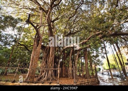 Der größte Baum Europas in Palermo Stockfoto