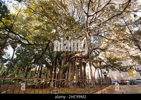 Der größte Baum Europas in Palermo Stockfoto