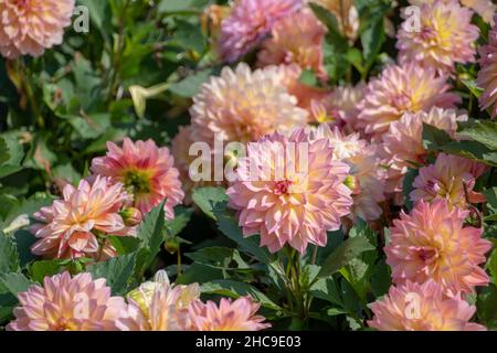 Dahlia pinnata Garten Dahlia wächst im Luisenpark Mannheim Baden Wurttemburg Stockfoto