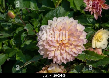 Dahlia pinnata Garten Dahlia wächst im Luisenpark Mannheim Baden Wurttemburg Stockfoto