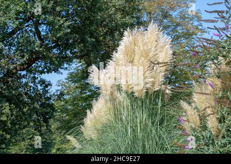 Cortaderia selloana pampas Gras wächst im Luisenpark Mannheim Baden Wurttemburg Stockfoto