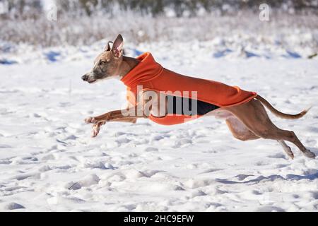 Whippet Hund läuft im Schnee trägt Wintermantel. Englisch Whippet oder Snap Hund Stockfoto