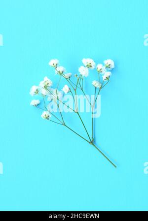 Schöne kleine weiße Blüten von Gypsophila auf blauem Hintergrund. Stockfoto