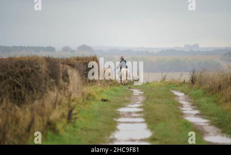 Pferd und Reiter drehen im Winter auf einer Landstraße die Kurve Stockfoto