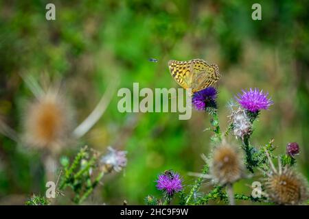 Nahaufnahme eines gelben Schmetterlings, der auf einer rosa Blume steht Stockfoto