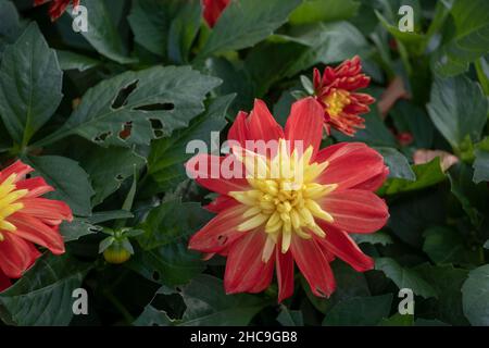 Dahlia pinnata Garten Dahlia wächst im Luisenpark Mannheim Baden Wurttemburg Stockfoto