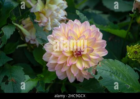 Dahlia pinnata Garten Dahlia wächst im Luisenpark Mannheim Baden Wurttemburg Stockfoto