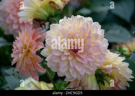 Dahlia pinnata Garten Dahlia wächst im Luisenpark Mannheim Baden Wurttemburg Stockfoto