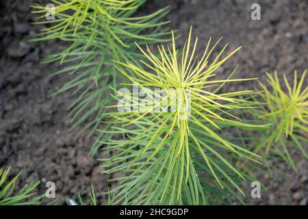 Amsonia hubrichtii Hubrichts bluestar wächst im Luisenpark Mannheim Baden Wurttemburg Stockfoto