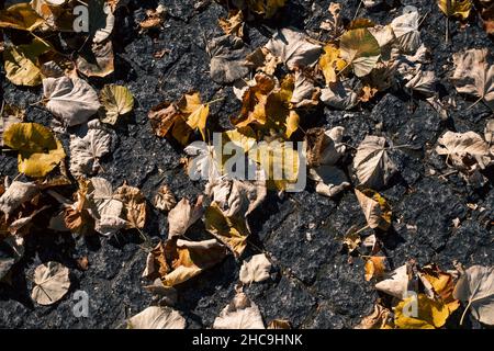 Gefallene Blätter auf dem herbstlichen Bürgersteig. Stockfoto