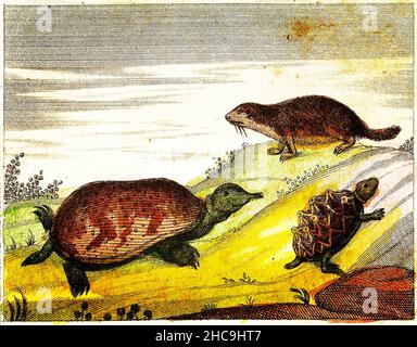 MURMELTIER, SCHILDKRÖTE und SCHILDKRÖTE - 1840 Vintage gravierte Illustration mit Originalfarben und Unvollkommenheiten. Stockfoto