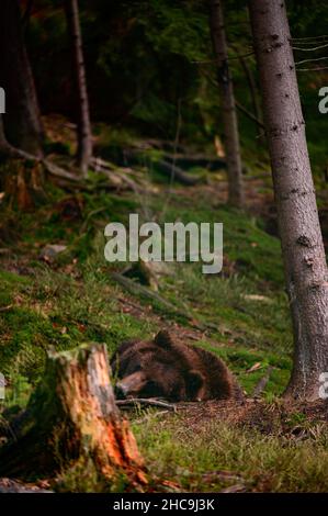 Braunbär spielt im Wald mit einem Holzstab, verspielter und flauschiger Bär. Stockfoto