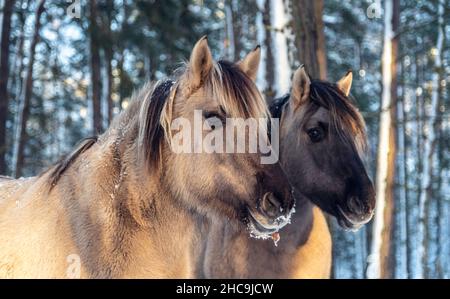 Hauptportrait von zwei wilden Konikpferden im Wald am sonnigen Wintertag Stockfoto