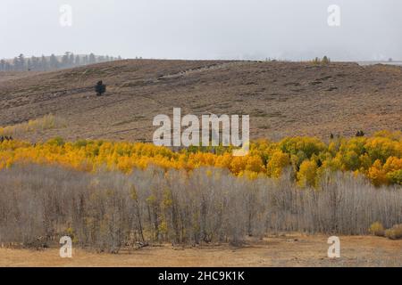 Aspen Hain im Herbst in der östlichen Sierra Nevadas Stockfoto