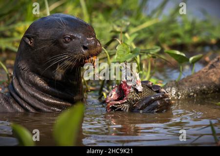 Nahaufnahme eines riesigen Fischotters, der in einem Teich im brasilianischen Pantanal Fische isst Stockfoto