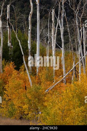 Aspen Hain im Herbst in der östlichen Sierra Nevadas Stockfoto