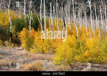 Aspen Hain im Herbst in der östlichen Sierra Nevadas Stockfoto