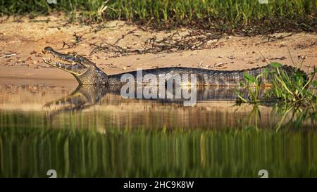 Alligator im Wasser in Pantanal, Brasilien Stockfoto