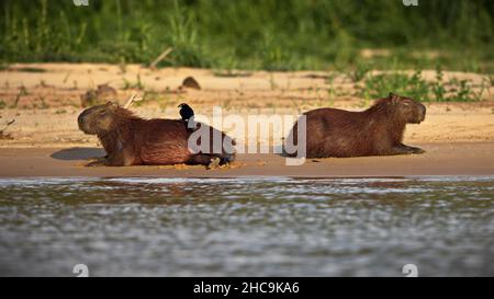 Nahaufnahme von Capybaras, die am Ufer eines Sees in Pantanal, Brasilien, liegen Stockfoto