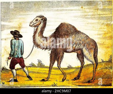 KAMEL - 1840 Vintage gravierte Illustration mit Originalfarben und Unvollkommenheiten. Stockfoto