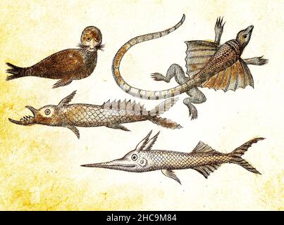 DEGENFISCH, SCHWERTFISCH, ROBBE und FLIEGENDER DRACHE - 1840 Vintage gravierte Illustration mit Originalfarben und Unvollkommenheiten. Stockfoto