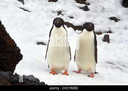 Nahaufnahme von Adelie-Pinguinen auf schneebedeckten Felsen in der Antarktis mit verschwommenem Hintergrund