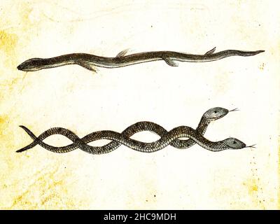 AAL- und COLUBRID-SCHLANGEN - 1840 Vintage gravierte Illustration mit Originalfarben und Unvollkommenheiten. Stockfoto