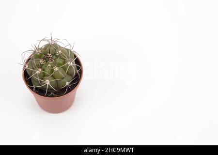 Kleiner Kaktus im Topf isoliert auf weißem Hintergrund. Für Text platzieren. Stockfoto