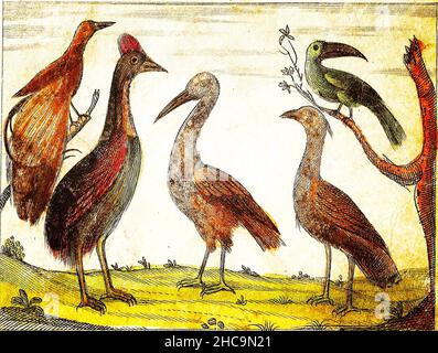 STRAUSS, STORCH, GROSSE TRAPPE, TUCAN und PARADIESVÖGEL - 1840 Vintage Gravurillustration mit Originalfarben und Unvollkommenheiten. Stockfoto