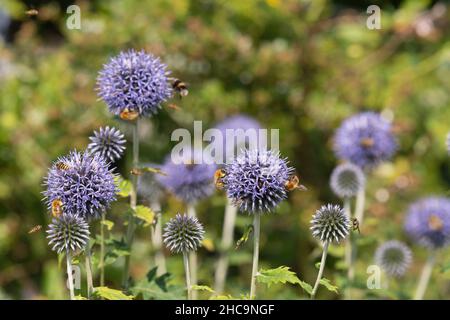 Verschiedene Fliegen, Hummeln (inc Bombus muscorum) und Hover-Flies (inc Episyrphus balteatus) versammeln sich auf Globe Thistle Flowers (Echinops Bannaticus) Stockfoto