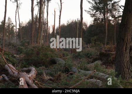 Der schottische Kiefernwald (Pinus Sylvestris) in Nordostschottland wurde im November 2021 durch den Sturm Arwen abgeflacht Stockfoto