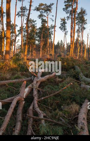 Am frühen Morgen fällt die Sonne auf der Schotten-Kiefer (Pinus Sylvestris) im Woodland, die im November 2021 von dem Sturm Arwen in Nordostschottland beschädigt wurde Stockfoto