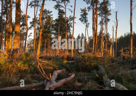 First Light Falls auf einem Gebiet des schottischen Kiefernwaldes (Pinus Sylvestris), der im November 2021 von Storm Arwen in Aberdeenshire abgeflacht wurde Stockfoto