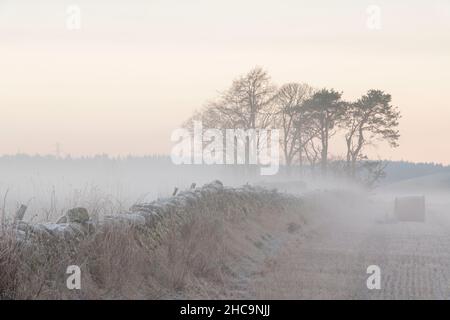 Der Rand eines Stoppelfeldes und eine trockene Steinmauer an einem kalten, frostigen Morgen mit einem kleinen Baumbestand, der im Nebel vor Sonnenaufgang sichtbar ist Stockfoto