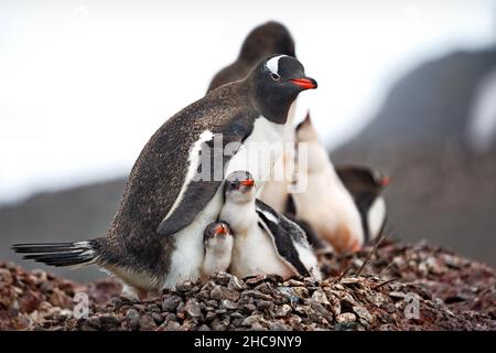 Nahaufnahme mit einer Mutter, einem Gentoo-Pinguin, mit ihren zwei Küken auf ihrem Felsennest Stockfoto